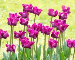 Tulip 'Crown Of Negrita' -Flowers Sales Store tulip crown of negrita 11