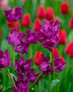 Tulip 'Crown Of Negrita' -Flowers Sales Store tulip crown of negrita 4