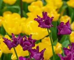 Tulip 'Crown Of Negrita' -Flowers Sales Store tulip crown of negrita 5