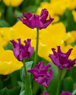 Tulip 'Crown Of Negrita' -Flowers Sales Store tulip crown of negrita 6