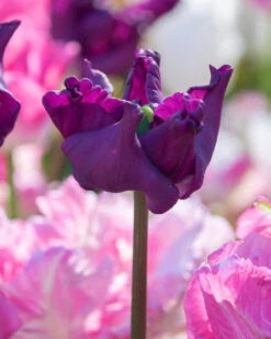 Tulip 'Crown Of Negrita' -Flowers Sales Store tulip crown of negrita 7