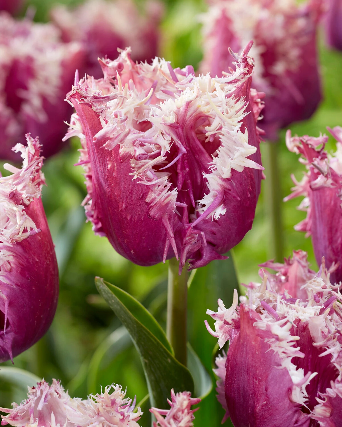 Tulip 'Crunchy Cummins' 3 Tulip 'Crunchy Cummins'