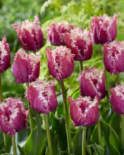 Tulip 'Crunchy Cummins' 7 Tulip 'Crunchy Cummins' -Flowers Sales Store tulip crunchy cummins 3