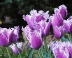 Tulip 'Cummins' 10 Tulip 'Cummins' -Flowers Sales Store tulip cummins 3