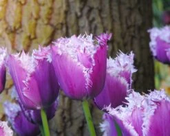 Tulip 'Cummins' 13 Tulip 'Cummins' -Flowers Sales Store tulip cummins 4