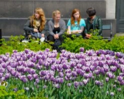 Tulip 'Cummins' 12 Tulip 'Cummins' -Flowers Sales Store tulip cummins 6