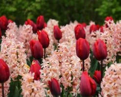 Collection 'Cupids' -Flowers Sales Store tulip cupid collection 4