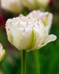 Featured Products -Flowers Sales Store tulip danceline 0