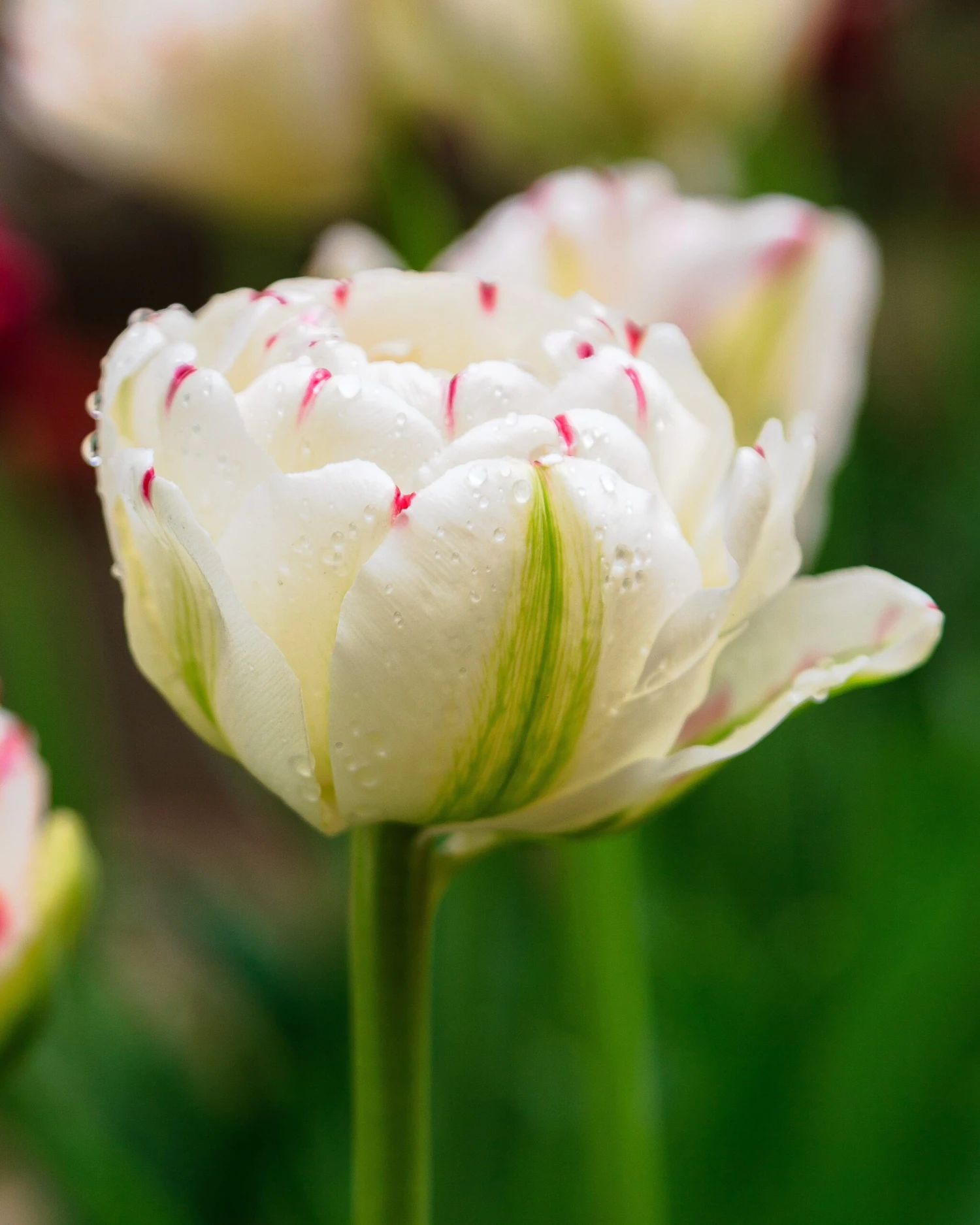 Tulip 'Danceline' 4 Tulip 'Danceline' - Image 2