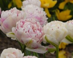 Tulip 'Danceline' 12 Tulip 'Danceline' -Flowers Sales Store tulip danceline 4