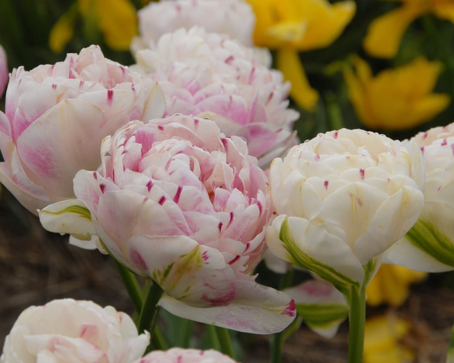 Tulip 'Danceline' 6 Tulip 'Danceline' - Image 4