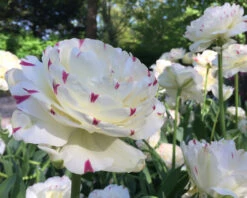 Tulip 'Danceline' 11 Tulip 'Danceline' -Flowers Sales Store tulip danceline 6