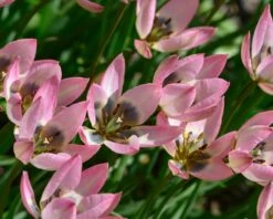 Tulip 'Danique' -Flowers Sales Store tulip danique 2