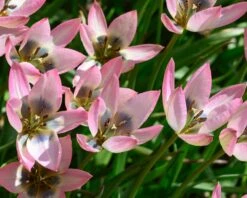 Tulip 'Danique' -Flowers Sales Store tulip danique 3