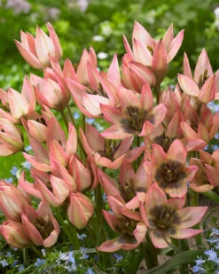 Tulip 'Danique' -Flowers Sales Store tulip danique 5