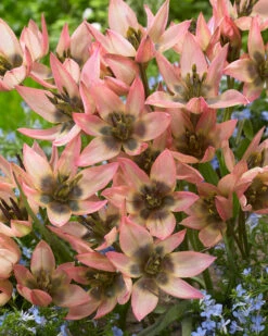 Tulip 'Danique' -Flowers Sales Store tulip danique 7