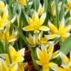 Tulip Dasystemon Tarda -Flowers Sales Store tulip dasystemon tarda 00
