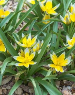 Tulip Dasystemon Tarda -Flowers Sales Store tulip dasystemon tarda 1