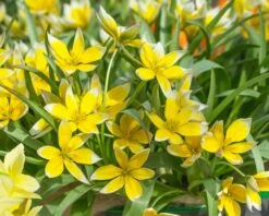 Tulip Dasystemon Tarda -Flowers Sales Store tulip dasystemon tarda 2