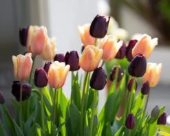 Tulip Collection 'Night & Day' 13 Tulip Collection 'Night & Day' -Flowers Sales Store tulip day night collection 01