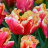 Tulip 'Dee Jay Parrot' -Flowers Sales Store tulip dee jay parrot 00
