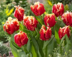 Tulip 'Dee Jay Parrot' 16 Tulip 'Dee Jay Parrot' -Flowers Sales Store tulip dee jay parrot 01