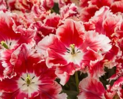 Tulip 'Dee Jay Parrot' 23 Tulip 'Dee Jay Parrot' -Flowers Sales Store tulip dee jay parrot 2