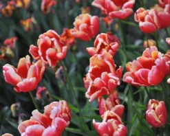 Tulip 'Dee Jay Parrot' 17 Tulip 'Dee Jay Parrot' -Flowers Sales Store tulip dee jay parrot 8
