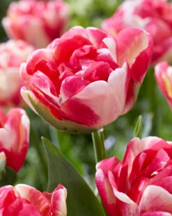 Tulip 'Double Blizz' -Flowers Sales Store tulip double aloha 1