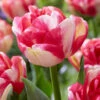 Tulip 'Double Blizz' -Flowers Sales Store tulip double aloha 3