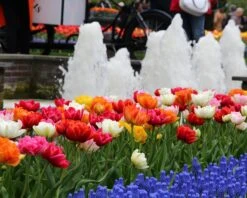 Tulip 'Double Mixed' -Flowers Sales Store tulip double late mix 6