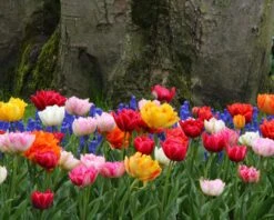 Tulip 'Double Mixed' -Flowers Sales Store tulip double late mix 7