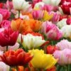 Tulip 'Double Mixed' -Flowers Sales Store tulip double late mix 8