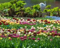 Tulip 'Double Mixed' -Flowers Sales Store tulip double late mixed colours 2