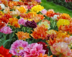 Tulip 'Double Mixed' -Flowers Sales Store tulip double mix 0