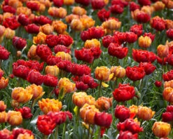 Tulip Collection 'Double Royale' 11 Tulip Collection 'Double Royale' -Flowers Sales Store tulip double royale 1