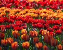 Tulip Collection 'Double Royale' 15 Tulip Collection 'Double Royale' -Flowers Sales Store tulip double royale 3