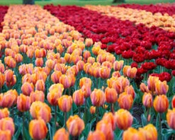 Tulip Collection 'Double Royale' 12 Tulip Collection 'Double Royale' -Flowers Sales Store tulip double royale 4