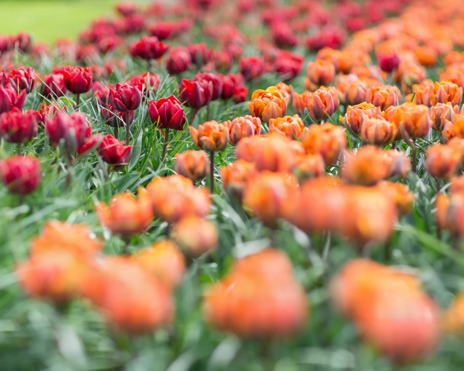 Tulip Collection 'Double Royale' 8 Tulip Collection 'Double Royale' - Image 6