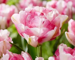 Tulip 'Double Shake' -Flowers Sales Store tulip double shake 1