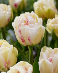 Tulip 'Double Shake' -Flowers Sales Store tulip double shake 3