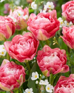 Tulip 'Double Sugar' 25 Tulip 'Double Sugar' -Flowers Sales Store tulip double sugar 1