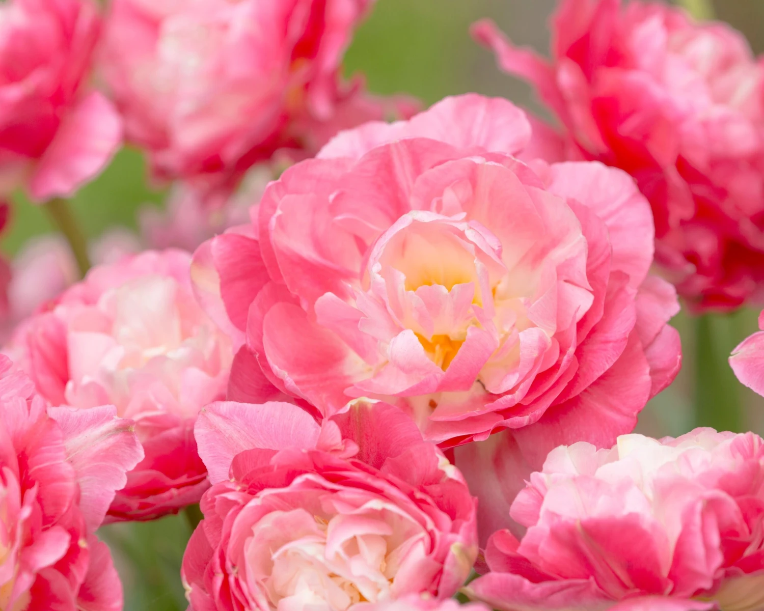 Tulip 'Double Sugar' 17 Tulip 'Double Sugar' - Image 15