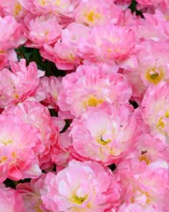 Tulip 'Double Sugar' 34 Tulip 'Double Sugar' -Flowers Sales Store tulip double sugar 13