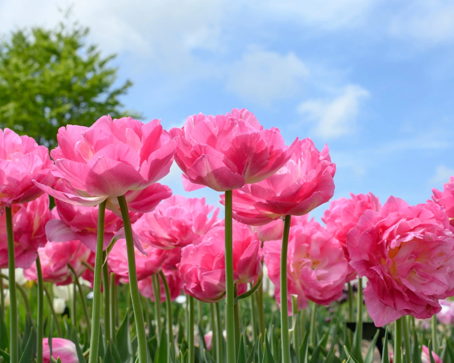 Tulip 'Double Sugar' 10 Tulip 'Double Sugar' - Image 8