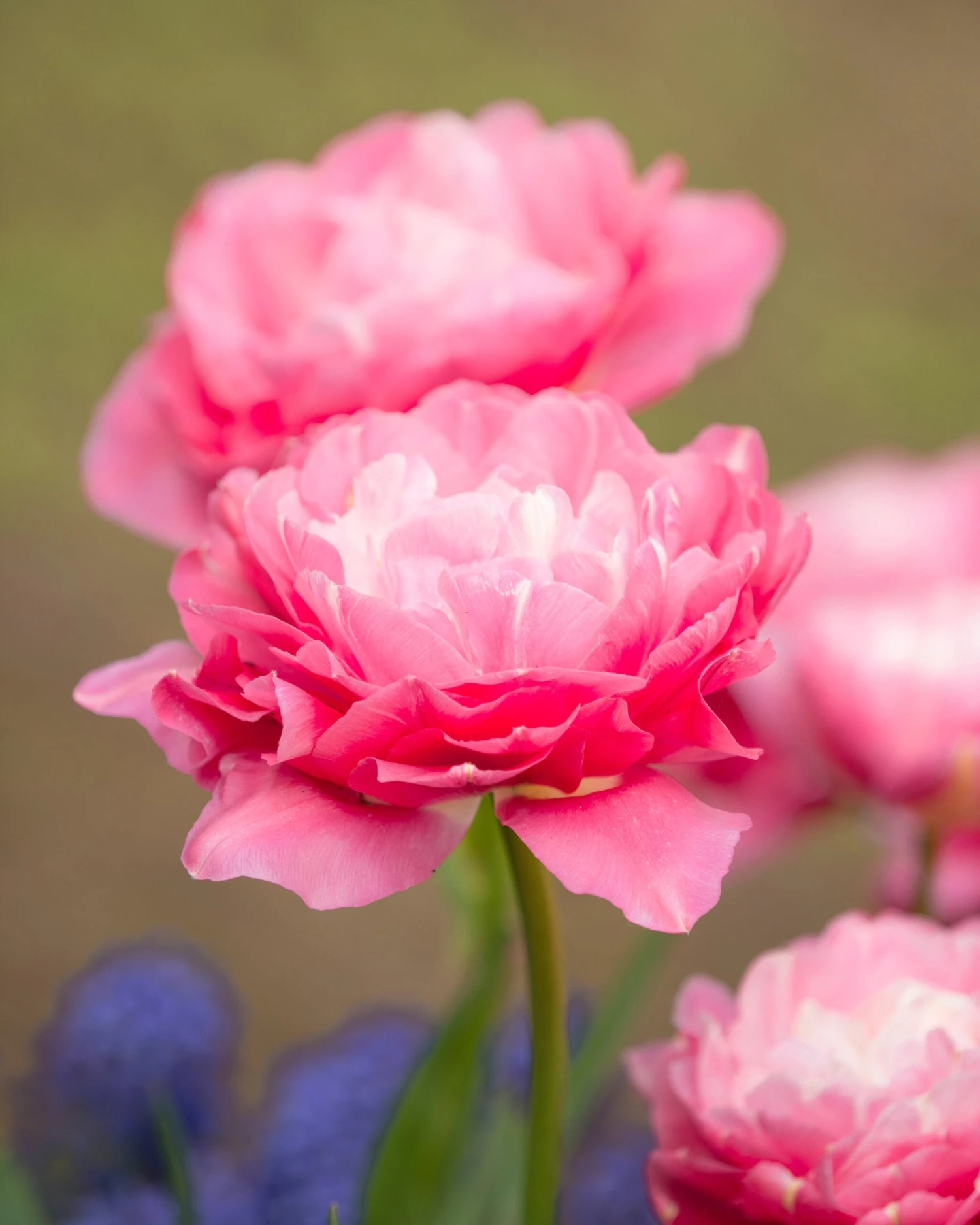 Tulip 'Double Sugar' 5 Tulip 'Double Sugar' - Image 3