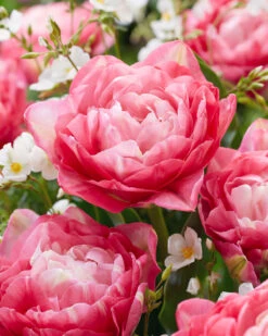 Tulip 'Double Sugar' 35 Tulip 'Double Sugar' -Flowers Sales Store tulip double sugar 2