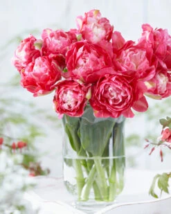 Tulip 'Double Sugar' 27 Tulip 'Double Sugar' -Flowers Sales Store tulip double sugar 3