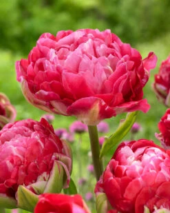 Tulip 'Double Sugar' 28 Tulip 'Double Sugar' -Flowers Sales Store tulip double sugar 4