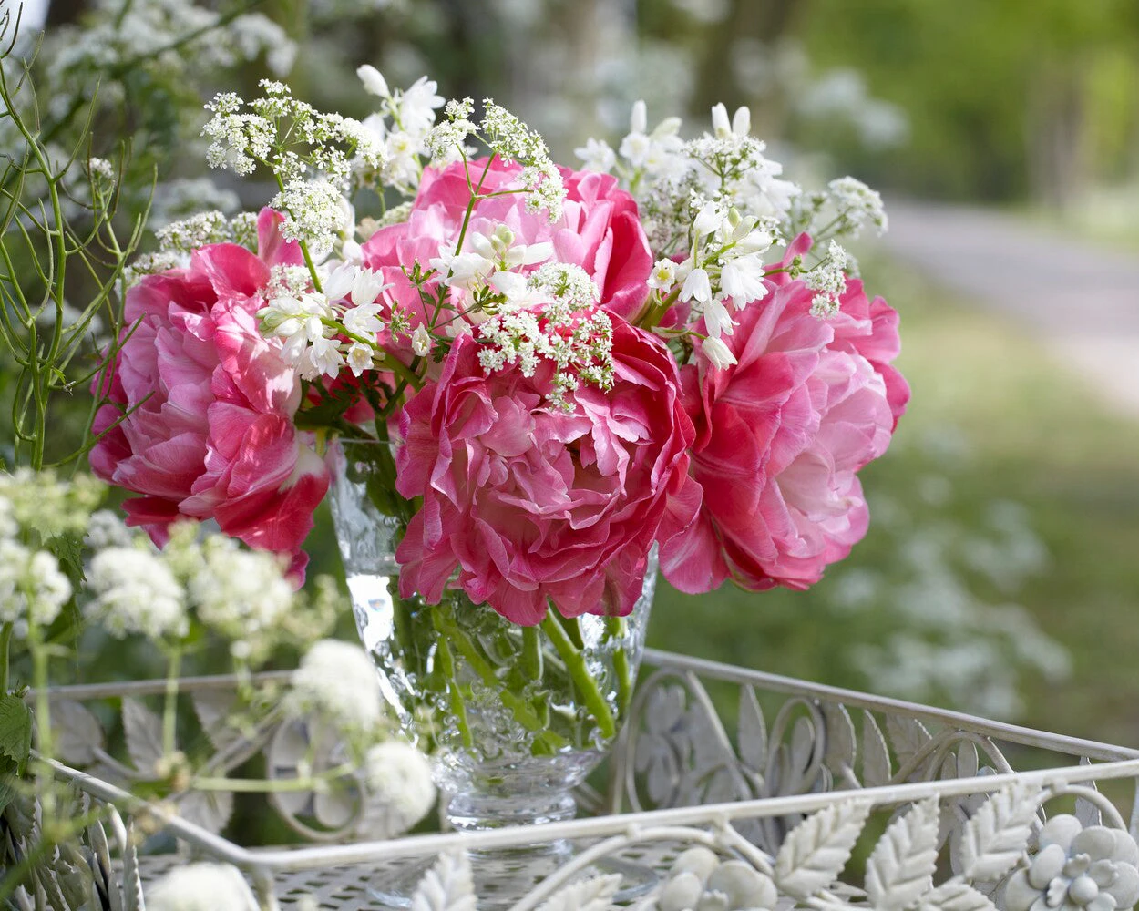 Tulip 'Double Sugar' 13 Tulip 'Double Sugar' - Image 11